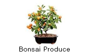 Bonsai Produce &amp; Distribution, Inc.'s picture